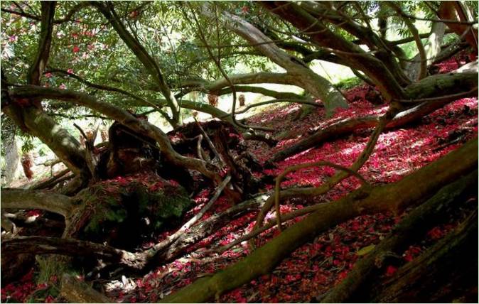 Ztracené zahrady Heligan v Británii
