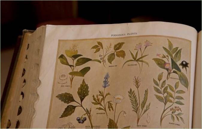 Kniha o botanice