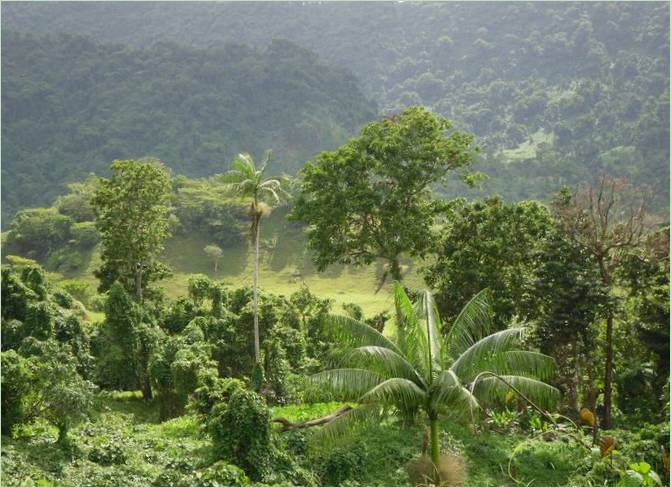 Zelené lesy ostrova Samoa